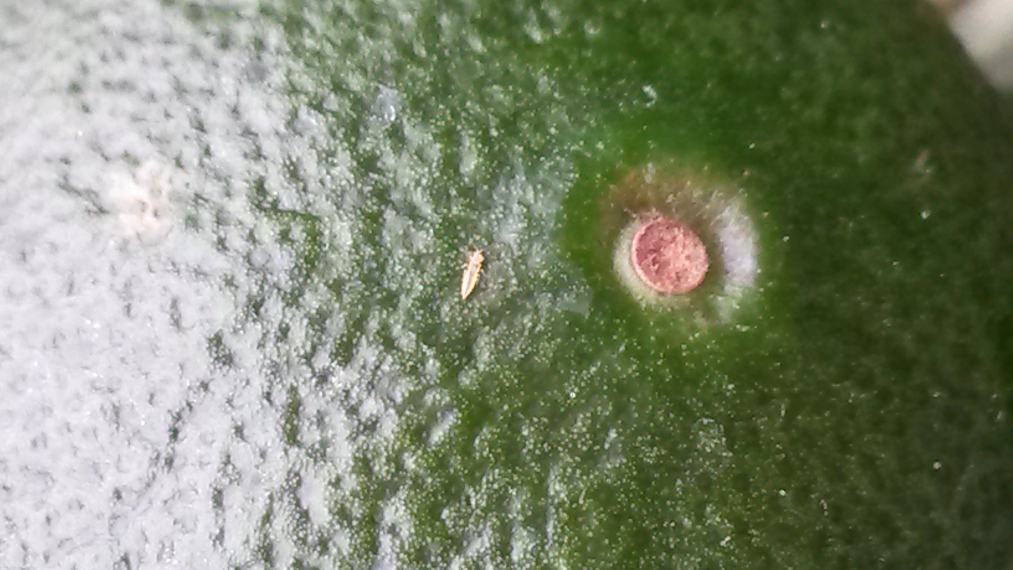 친환경감귤재배지에서 본 벌레입니다. 방제가 필요한가요?